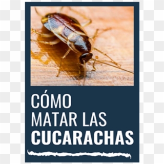 ¿como Matar Las Cucarachas - Cockroach, HD Png Download