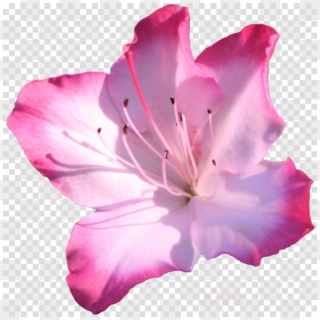 Azalea Flower Transparent Clipart Azalea Pink Flowers - Four O Clock Flower Png, Png Download