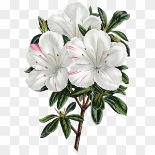 The Biodiversity Heritage Library Works Collaboratively - Azalea, HD Png Download
