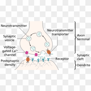 Synapseschematic En - Svg - Neuron Synapse, HD Png Download