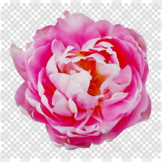 Awesome Rose, Pink, Flower, Transparent Png Image &amp - Rose, Png Download