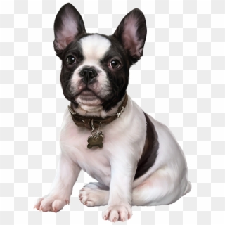French Bulldog, Puppy Images, Clip Art, Cute Dogs, - French Bulldog, HD Png Download
