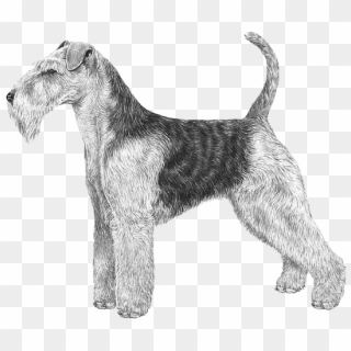 Welsh Terrier - Lakeland Terrier, HD Png Download