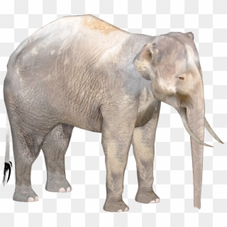 Borneo Pygmy Christina - Borneo Pygmy Elephant Png, Transparent Png