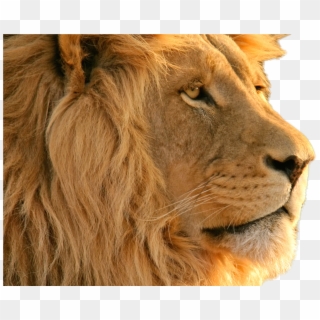 Lion Png Image - Lion Wallpaper Hd, Transparent Png