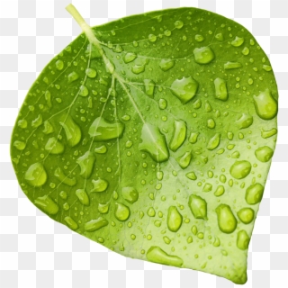 Wet-leaf - Wet Green Leaf Png, Transparent Png