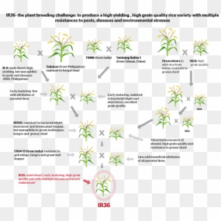 How Do You Develop A New Crop Variety By Conventional - Crop Breeding, HD Png Download