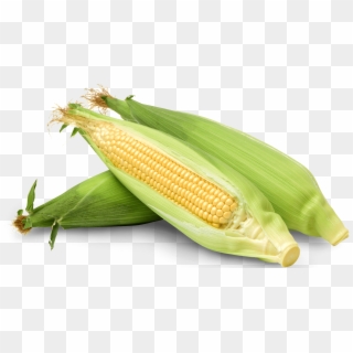 Corn Corn - Corn Kernels, HD Png Download