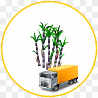 Sugarcane, HD Png Download