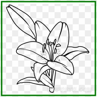 Appealing Collection Of - Lily Drawing Png, Transparent Png