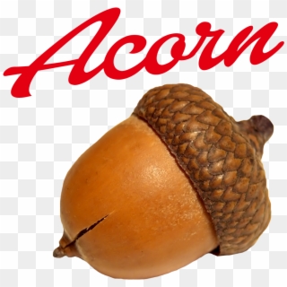 Acorn Nut Transparent Png, Png Download
