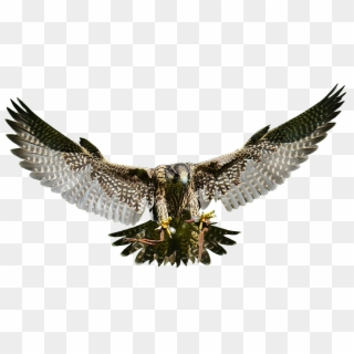 Falcon Png Free Download - Falcon Png, Transparent Png