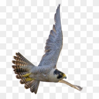 Falcon Download Transparent Png Image - Transparent Peregrine Falcon, Png Download