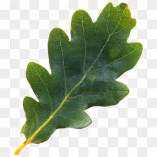 Acorn Leaf Png - Oak Tree Leaves Png, Transparent Png