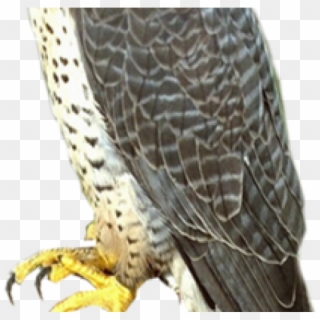 Falcon Png Transparent Images - Transparent Falcon, Png Download