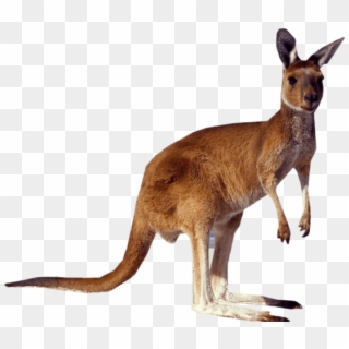 Standing Png Free Images - Kangaroo Png, Transparent Png