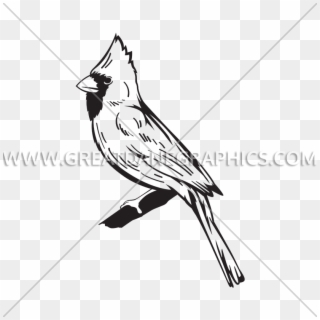 Graphic Black And White Library Collection Of Free - Cardinal Logo Bird White And Black, HD Png Download