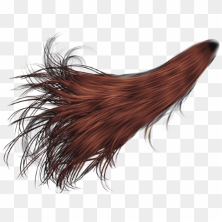 Hair PNG Transparent For Free Download - PngFind