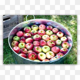 Bobbing For Apples, HD Png Download
