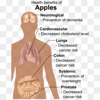 Health Benefits Of Apples - Gala Apples Benefits, HD Png Download