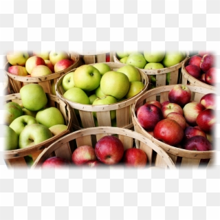 Apples - Apple Picking, HD Png Download