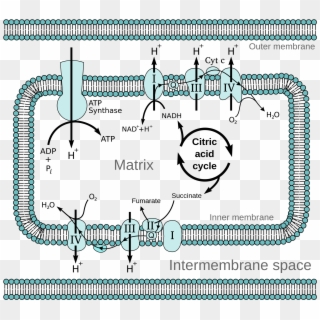 Open - Mitochondrial Electron Transport Chain Diagram, HD Png Download