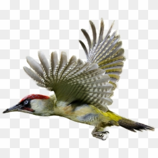 Woodpecker Png Image - Woodpecker Png, Transparent Png