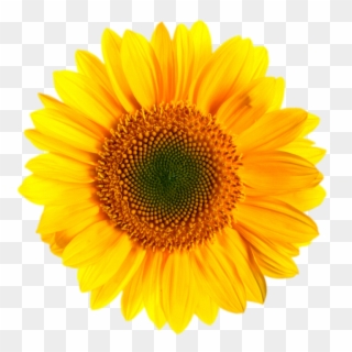Sunfloer One - Sunflower Clipart Png, Transparent Png