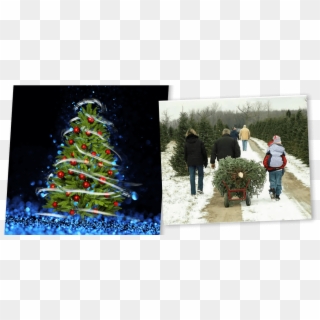 Tree Of Lights - People Buying Christmas Trees, HD Png Download