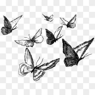 Clipart Black And White Ankle Drawing Pencil - Drawing Pencil Butterfly, HD Png Download