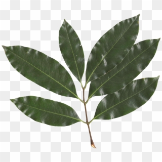 Litchi Chinensis Leaf - Feuille Simple, HD Png Download