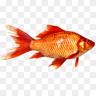 Pluspng - Fish Png - Png Images Of Fish, Transparent Png
