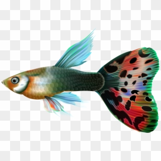 Fish Png, Transparent Png
