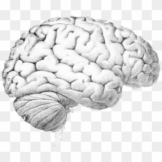 Drawing Of A Real Brain , Png Download - Question Brain, Transparent Png