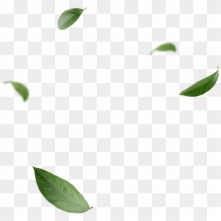 Blowing Leaves Png, Transparent Png