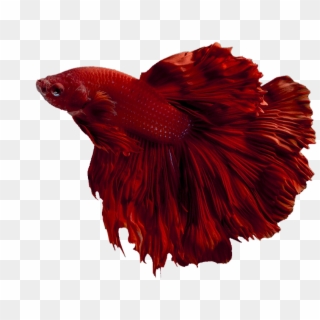 Siamese Fighting Fish , Png Download - Parrot, Transparent Png