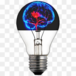 Light Bulb Brain Png - Structure Of A Bulb, Transparent Png