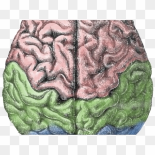 Brain - Brain Lateralization, HD Png Download