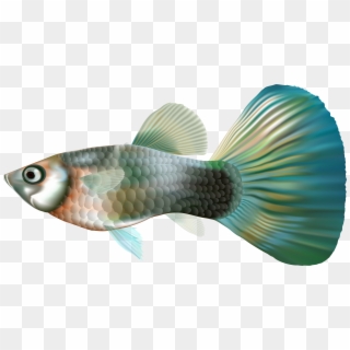 Transparent Guppies Clip Art, HD Png Download