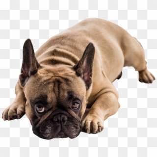 Pet-dog - “ - French Bulldog, HD Png Download