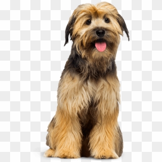 Standing Dogs Png, Transparent Png