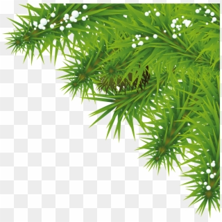 Fir Tree - Christmas Tree Leaf Png, Transparent Png