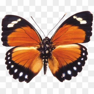 Butterfly Png Image - Stock Photo Moth Transparent Background, Png Download