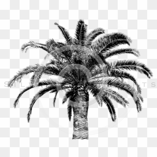Retro Palm Tree Png, Transparent Png