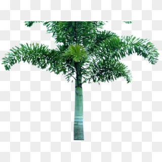 Palm Tree Png Transparent Images - Picsart Tree Png Hd, Png Download
