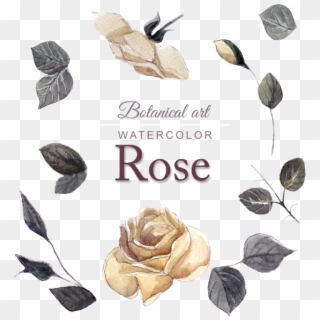 Acuarela Rose Design - Garden Roses, HD Png Download
