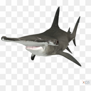 The Depth Hammerhead Shark - Hammerhead Shark Png, Transparent Png