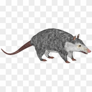 Opossum Png - Rat, Transparent Png
