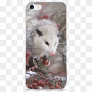 Snowpossum ☆ Iphone Case - Kangaroo Rat, HD Png Download