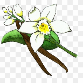 Vanilla Bean Flower Illustration , Png Download - Flower Vanilla Plant, Transparent Png